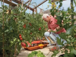 Hozelock 2810 Growbag Waterer 11 Hozelock 2810 Growbag Waterer -HomeTool Haven HOZ2810 INUSE2